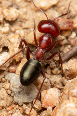 Melophorus rufoniger