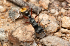 Myrmecia pilosula