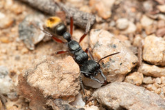 Myrmecia pilosula