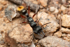 Myrmecia pilosula