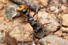 Myrmecia pilosula