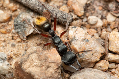 Myrmecia pilosula