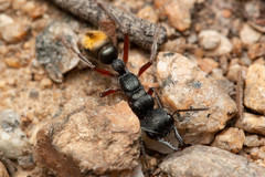 Myrmecia pilosula