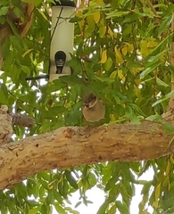 Passer domesticus