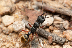 Myrmecia pilosula