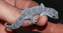 Pachydactylus formosus