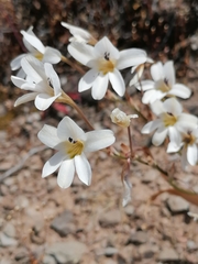 Tritonia pallida