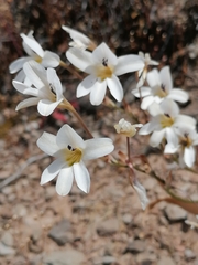 Tritonia pallida