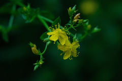 Hypericum undulatum