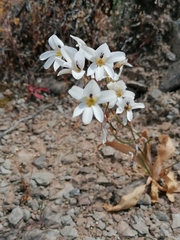 Tritonia pallida