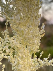 Iresine diffusa image