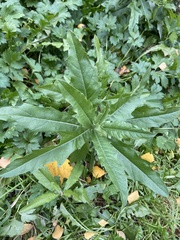 Cirsium arvense