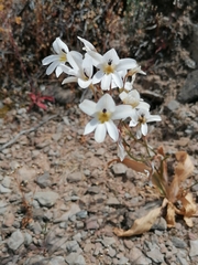 Tritonia pallida