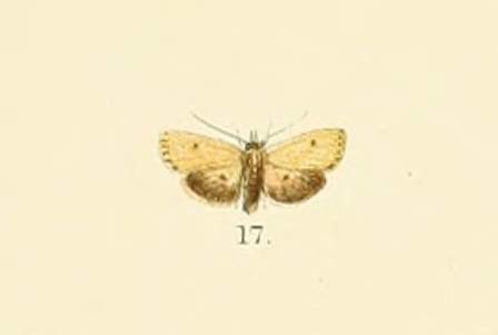 Chusaris puncticilia