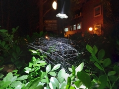 Cyrtophora exanthematica