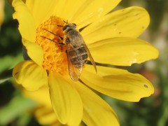 Philoliche spiloptera