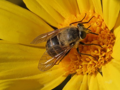 Philoliche spiloptera · iNaturalist