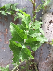 Sonchus