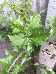 Sonchus