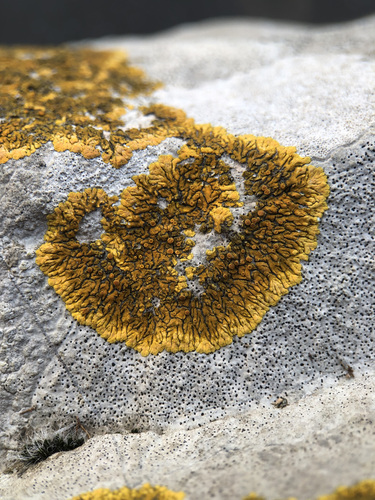 Limestone Lobed Firedot