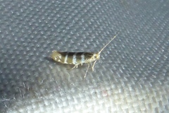 Argyresthia trifasciata