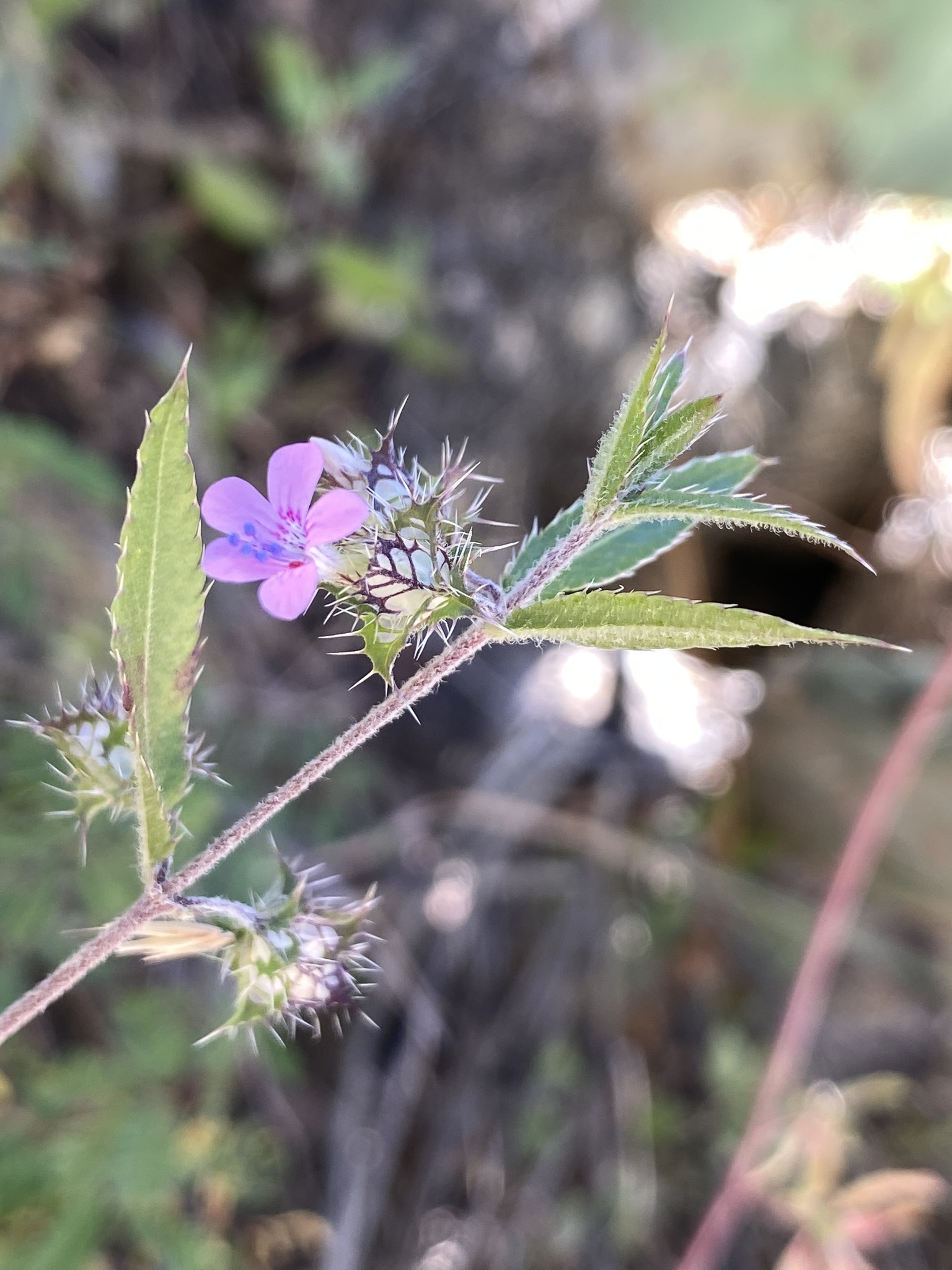 Loeselia greggii