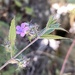 Chisos Mountain False Calico - Photo (c) debm, some rights reserved (CC BY-NC), uploaded by debm