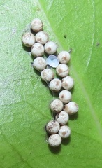 Gonimbrasia zambesina