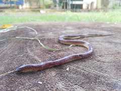 Atractus fuliginosus
