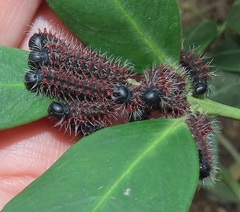 Gonimbrasia zambesina