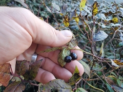 Vaccinium erythrocarpum