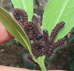 Gonimbrasia zambesina