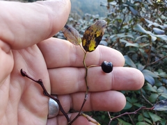 Vaccinium erythrocarpum