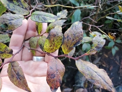 Vaccinium erythrocarpum