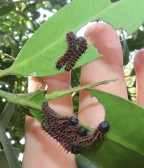 Gonimbrasia zambesina