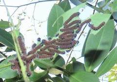 Gonimbrasia zambesina