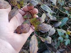 Vaccinium erythrocarpum