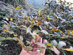 Vaccinium erythrocarpum