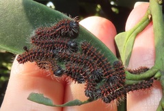 Gonimbrasia zambesina