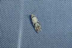 Stenolechiodes pseudogemmellus