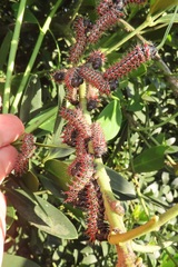 Gonimbrasia zambesina