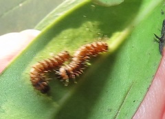 Gonimbrasia zambesina