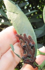 Gonimbrasia zambesina