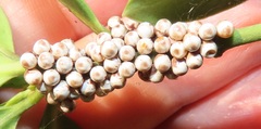 Gonimbrasia zambesina