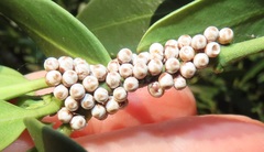 Gonimbrasia zambesina