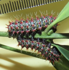 Gonimbrasia zambesina