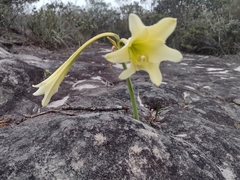 Hippeastrum elegans