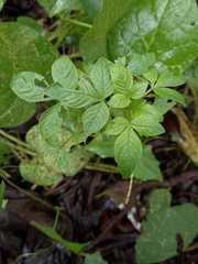 Cleome rutidosperma