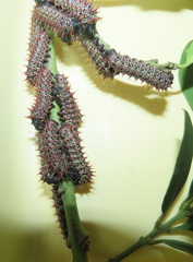Gonimbrasia zambesina