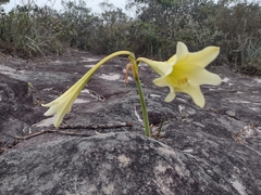 Hippeastrum elegans